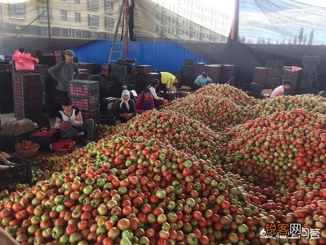 现在的农村,是种蔬菜水果挣钱,还是种药材赚钱多？