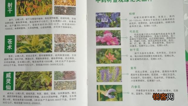 农民种植中药材,如何能赚到钱？