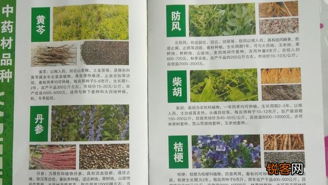 农民种植中药材,如何能赚到钱？