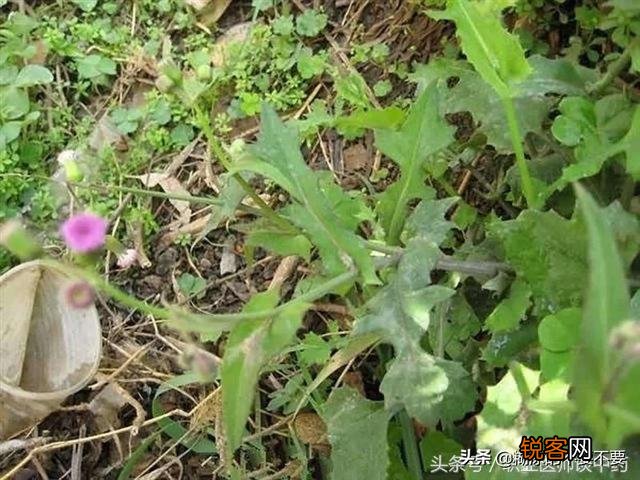 种药材种植什么赚钱最快？