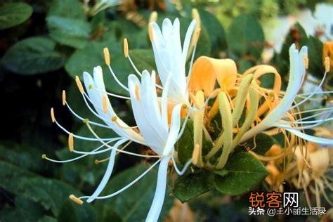 什么药材好种又好销售？