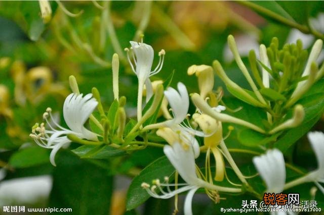 什么药材好种又好销售？