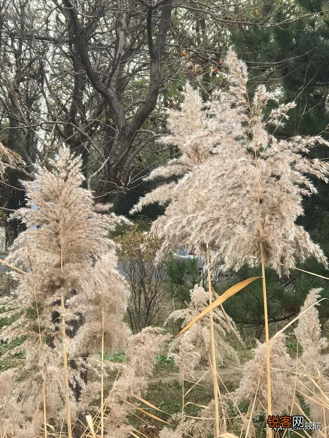 种植什么药材最赚钱？名贵药材种植有什么优势？