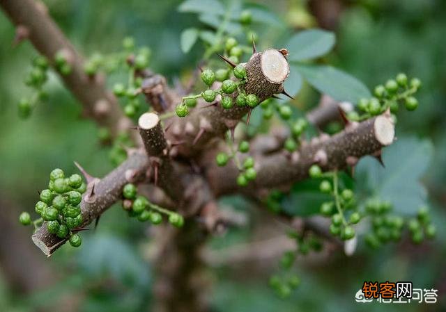 种植什么药材最赚钱？名贵药材种植有什么优势？