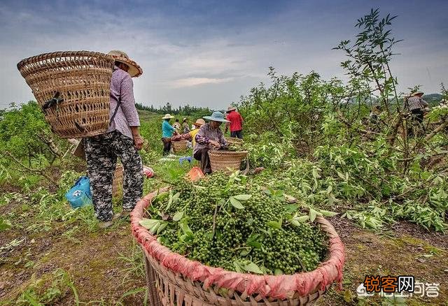 种植什么药材最赚钱？名贵药材种植有什么优势？