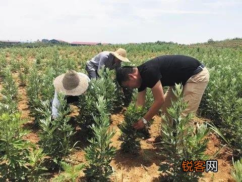 农村种植什么药材不愁销路挣钱快？