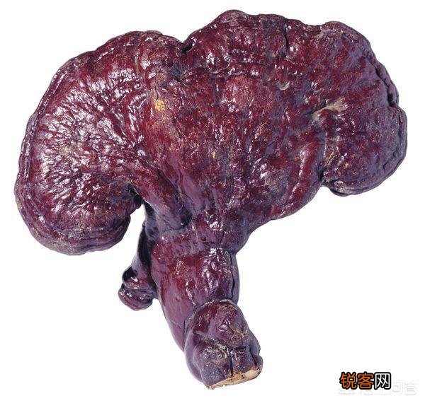 种植药材真的很赚钱吗？