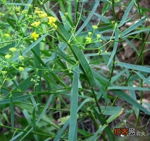 现在种植什么药材能够赚钱？