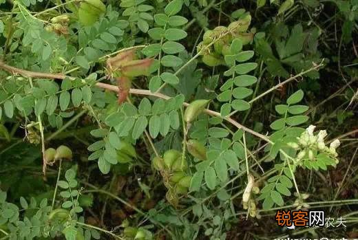 现在种植什么药材能够赚钱？