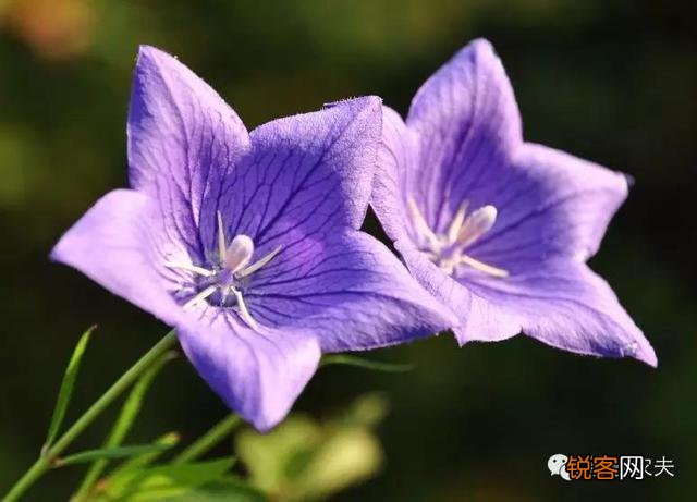 现在种植什么药材能够赚钱？