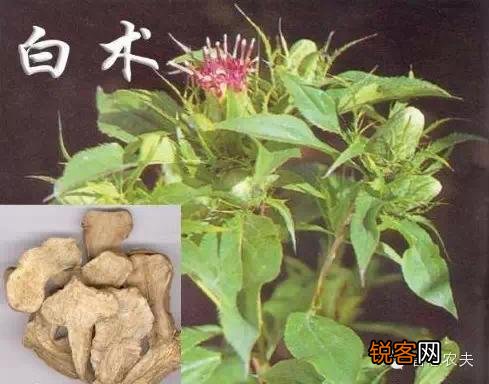现在种植什么药材能够赚钱？