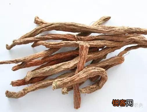现在种植什么药材能够赚钱？