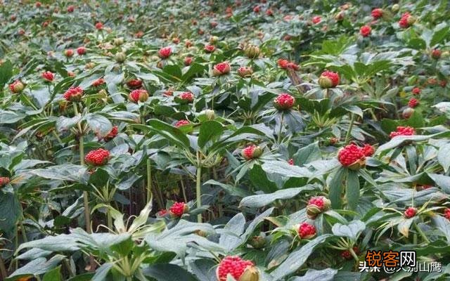 现在种植什么药材能够赚钱？