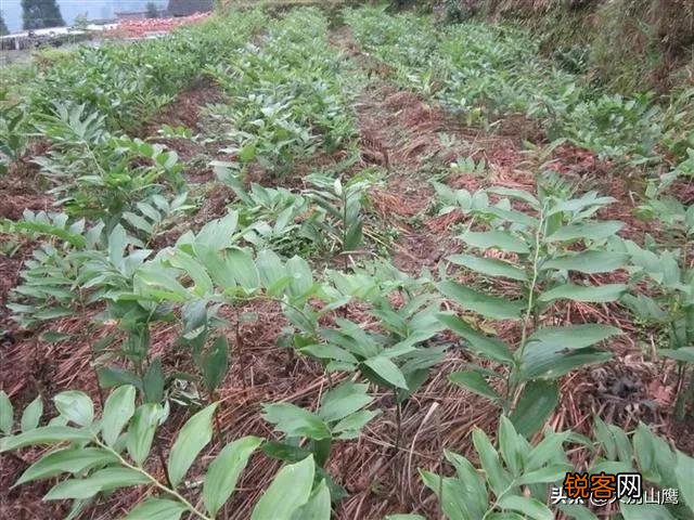现在种植什么药材能够赚钱？