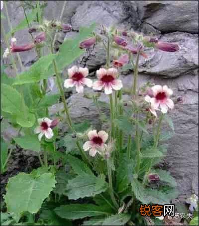 现在种植什么药材能够赚钱？