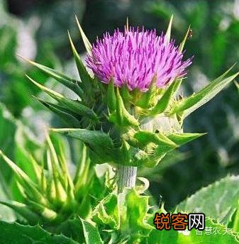 现在种植什么药材能够赚钱？