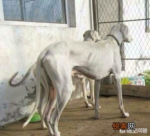 我国的哪种斗犬最厉害？为什么？