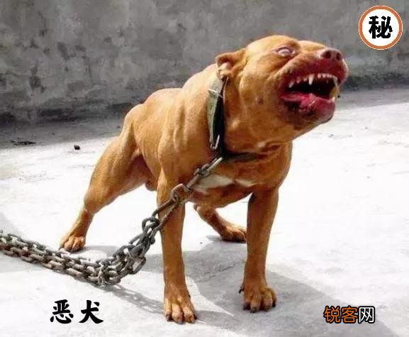 老话说：“家兴出恶犬,家败生瓦松”,“瓦松”是什么东西？