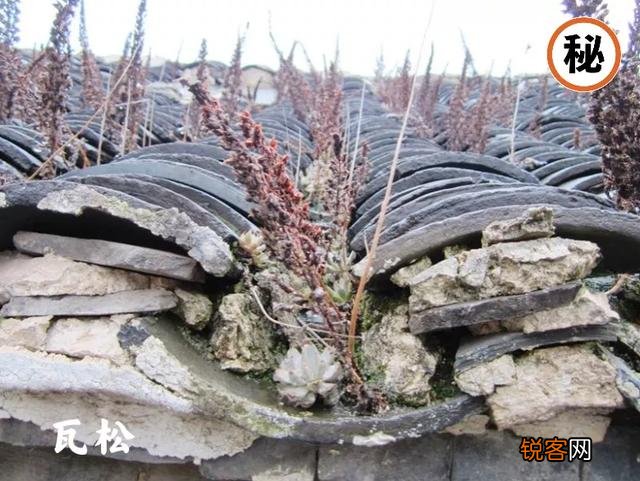 老话说：“家兴出恶犬,家败生瓦松”,“瓦松”是什么东西？