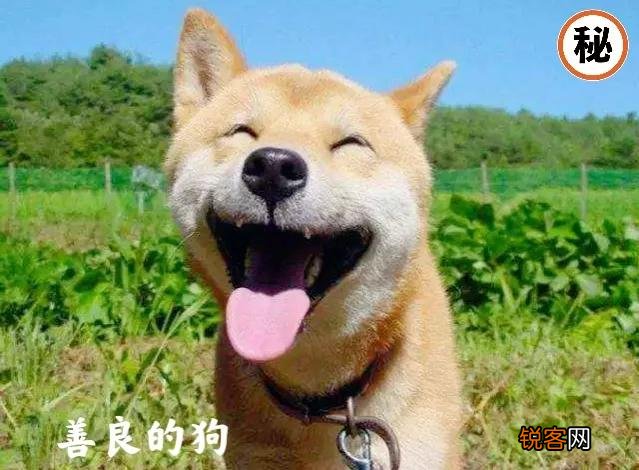 老话说：“家兴出恶犬,家败生瓦松”,“瓦松”是什么东西？