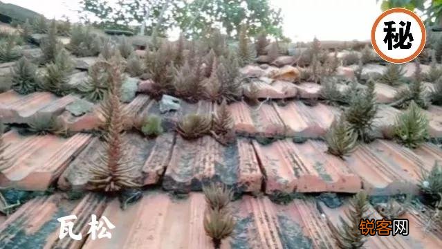 老话说：“家兴出恶犬,家败生瓦松”,“瓦松”是什么东西？