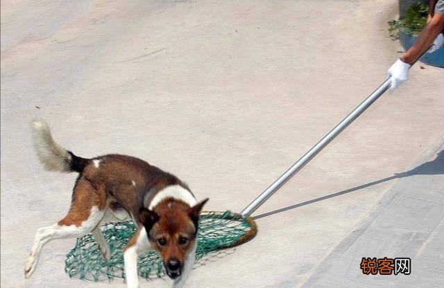 老话说：“家兴出恶犬,家败生瓦松”,“瓦松”是什么东西？