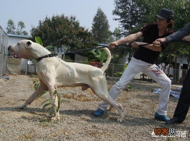 全球有哪些狗打得过藏獒？为什么？