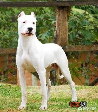 全球有哪些狗打得过藏獒？为什么？