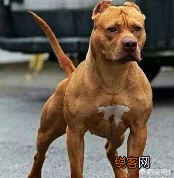 全球有哪些狗打得过藏獒？为什么？