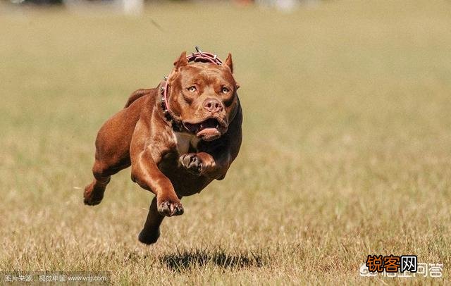 是比特犬厉害还是斗牛犬厉害？