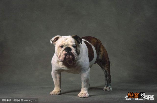 是比特犬厉害还是斗牛犬厉害？