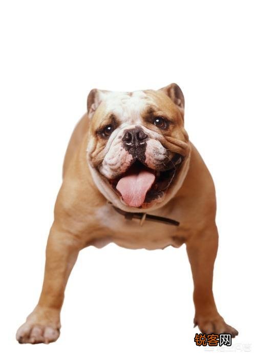 是比特犬厉害还是斗牛犬厉害？