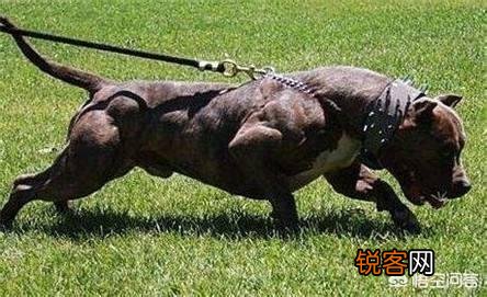 是比特犬厉害还是斗牛犬厉害？
