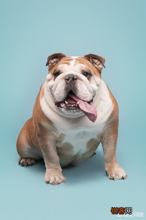 是比特犬厉害还是斗牛犬厉害？
