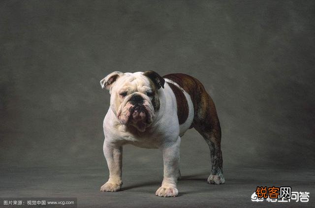 是比特犬厉害还是斗牛犬厉害？