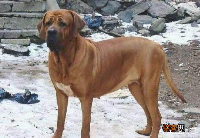 哪些狗可以打得过比特犬？