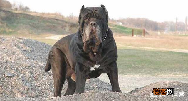 哪些狗可以打得过比特犬？
