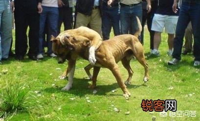 哪些狗可以打得过比特犬？