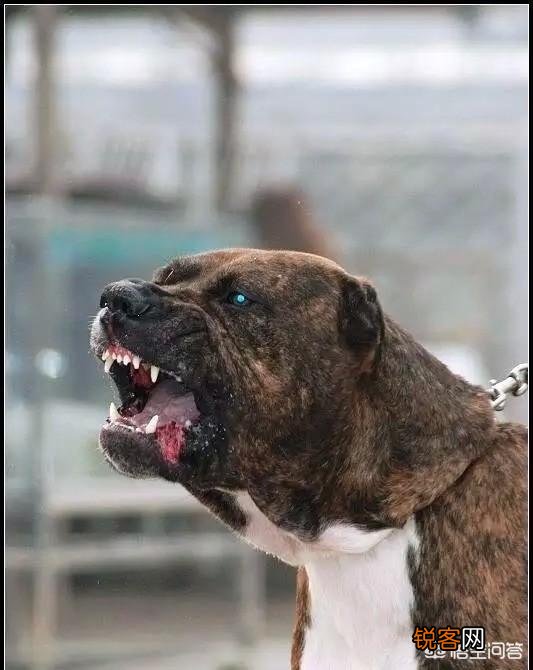 哪些狗可以打得过比特犬？