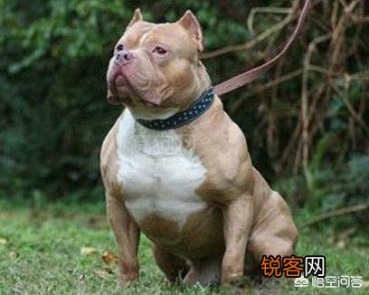 哪些狗可以打得过比特犬？