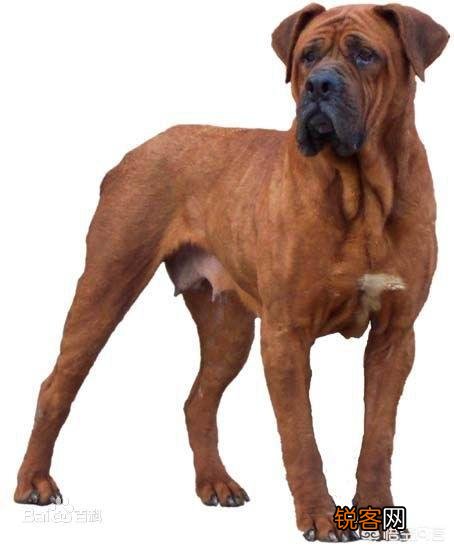 哪些狗可以打得过比特犬？