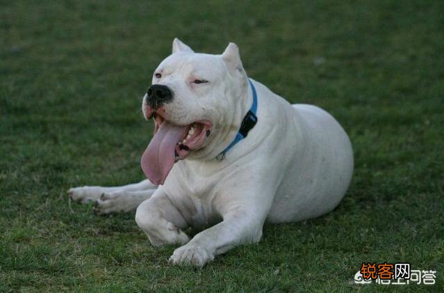 哪些狗可以打得过比特犬？