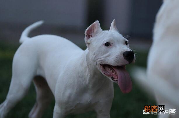 哪些狗可以打得过比特犬？