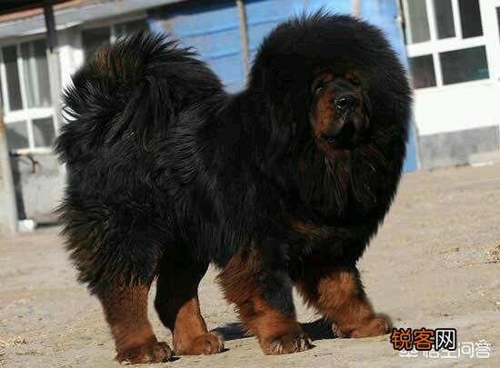 哪些狗可以打得过比特犬？