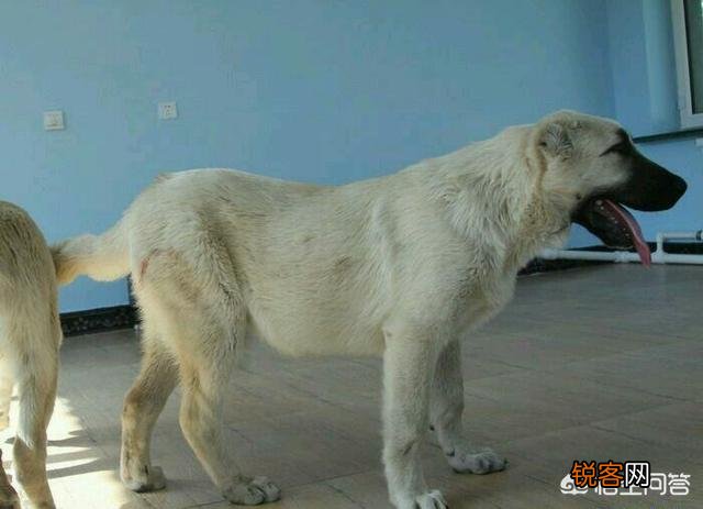 哪些狗可以打得过比特犬？