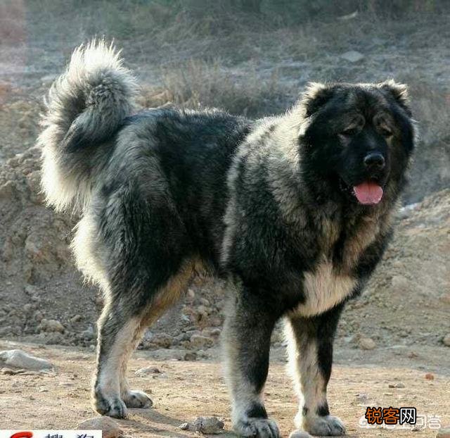 哪些狗可以打得过比特犬？