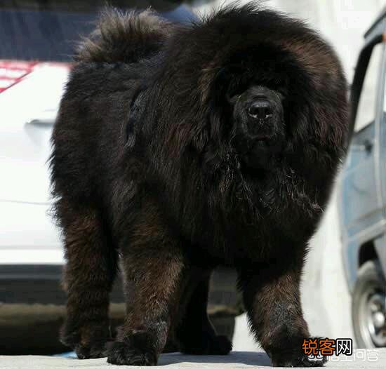 哪些狗可以打得过比特犬？