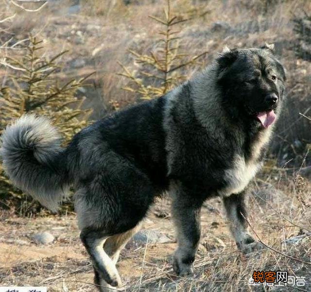 哪些狗可以打得过比特犬？