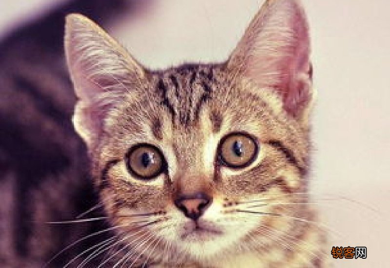 两个月的猫能打疫苗吗?