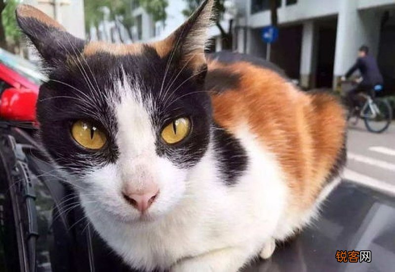 猫狂犬病几天会死亡